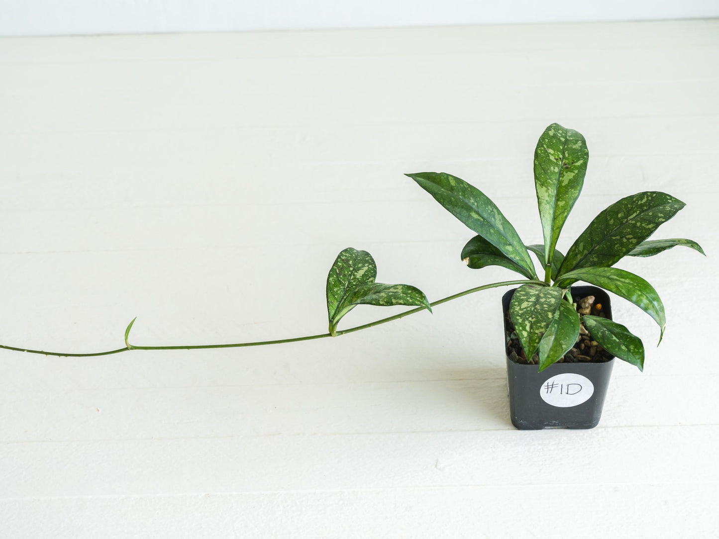 Hoya crassipetiolata (Splash) | 2-Inch