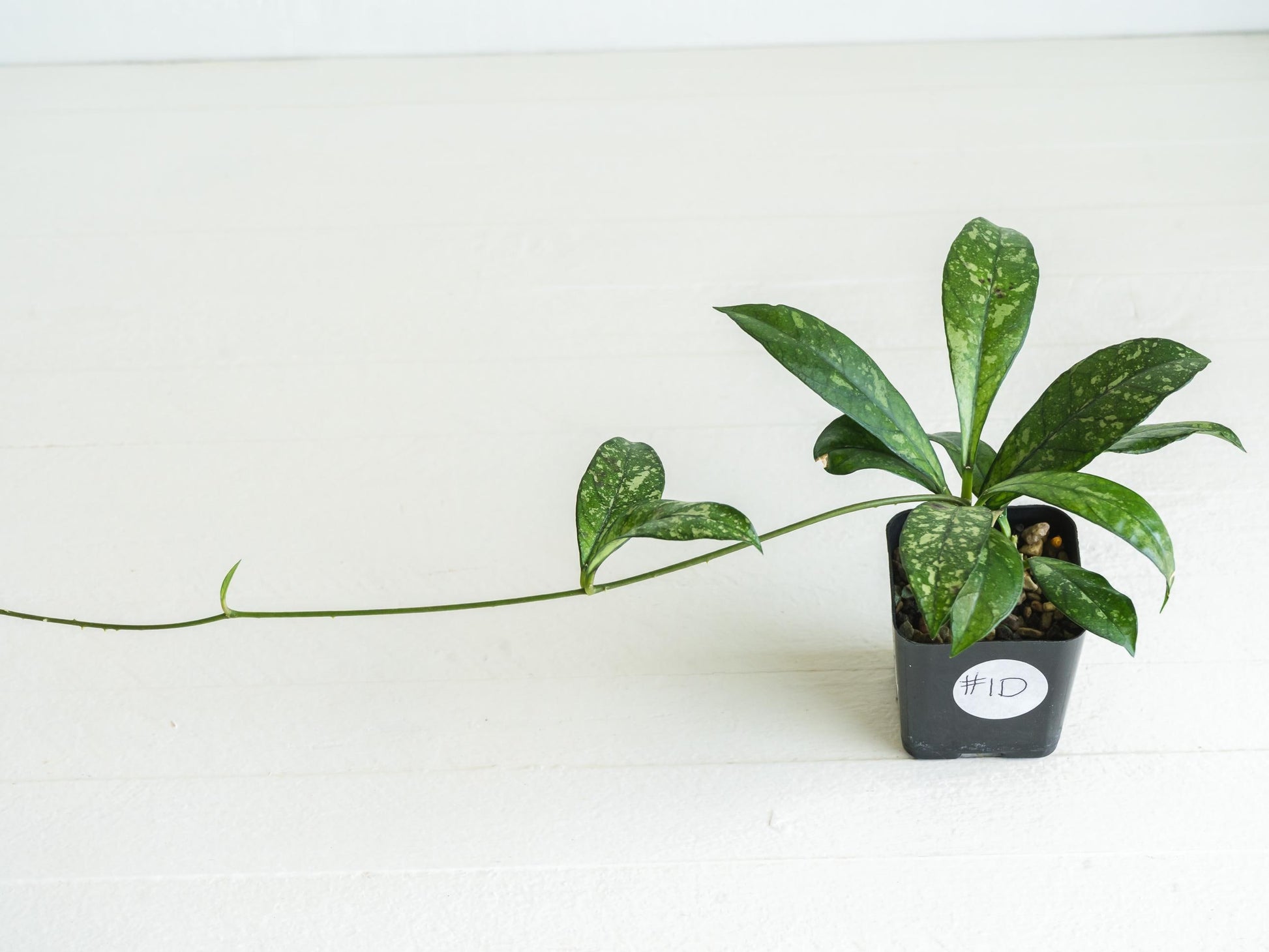 Hoya crassipetiolata (Splash) | 2-Inch