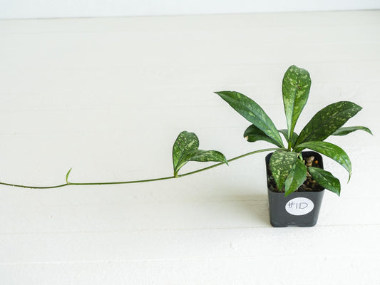 Hoya crassipetiolata (Splash) | 2-Inch