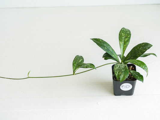Hoya crassipetiolata (Splash) | 2-Inch