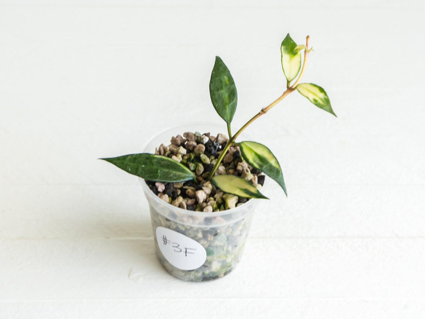 Hoya lacunosa (Inner Variegated) | 2-Inch