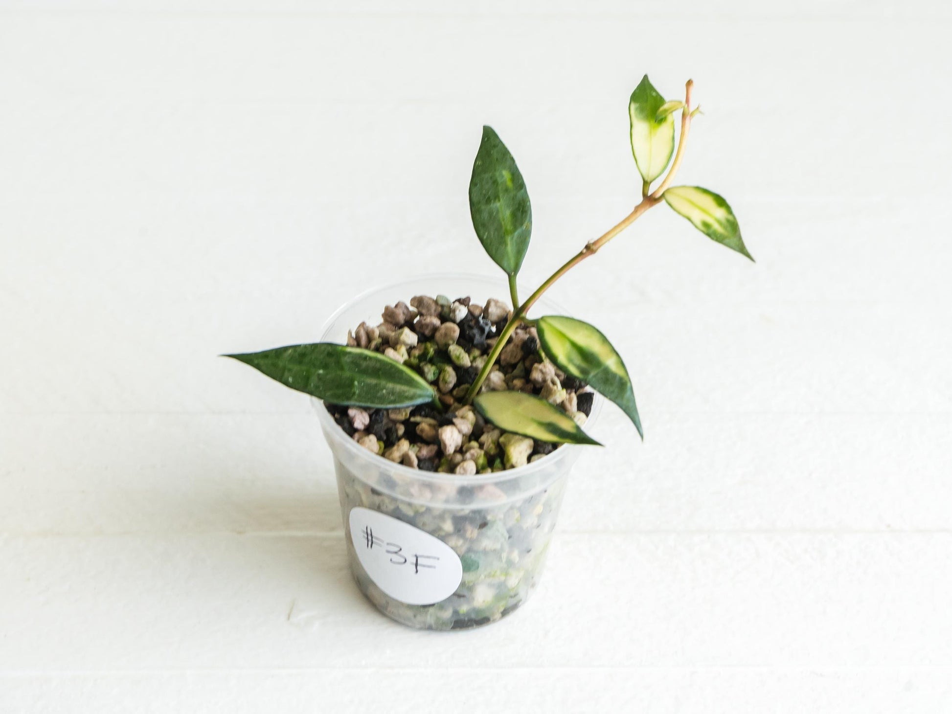 Hoya lacunosa (Inner Variegated) | 2-Inch