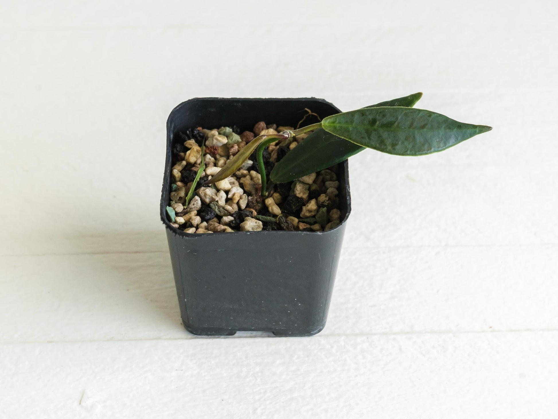 Hoya pulchra | 2-Inch