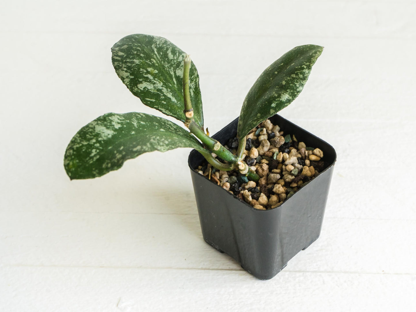 Hoya waymaniae 'Cloudy Sky' | 2-Inch