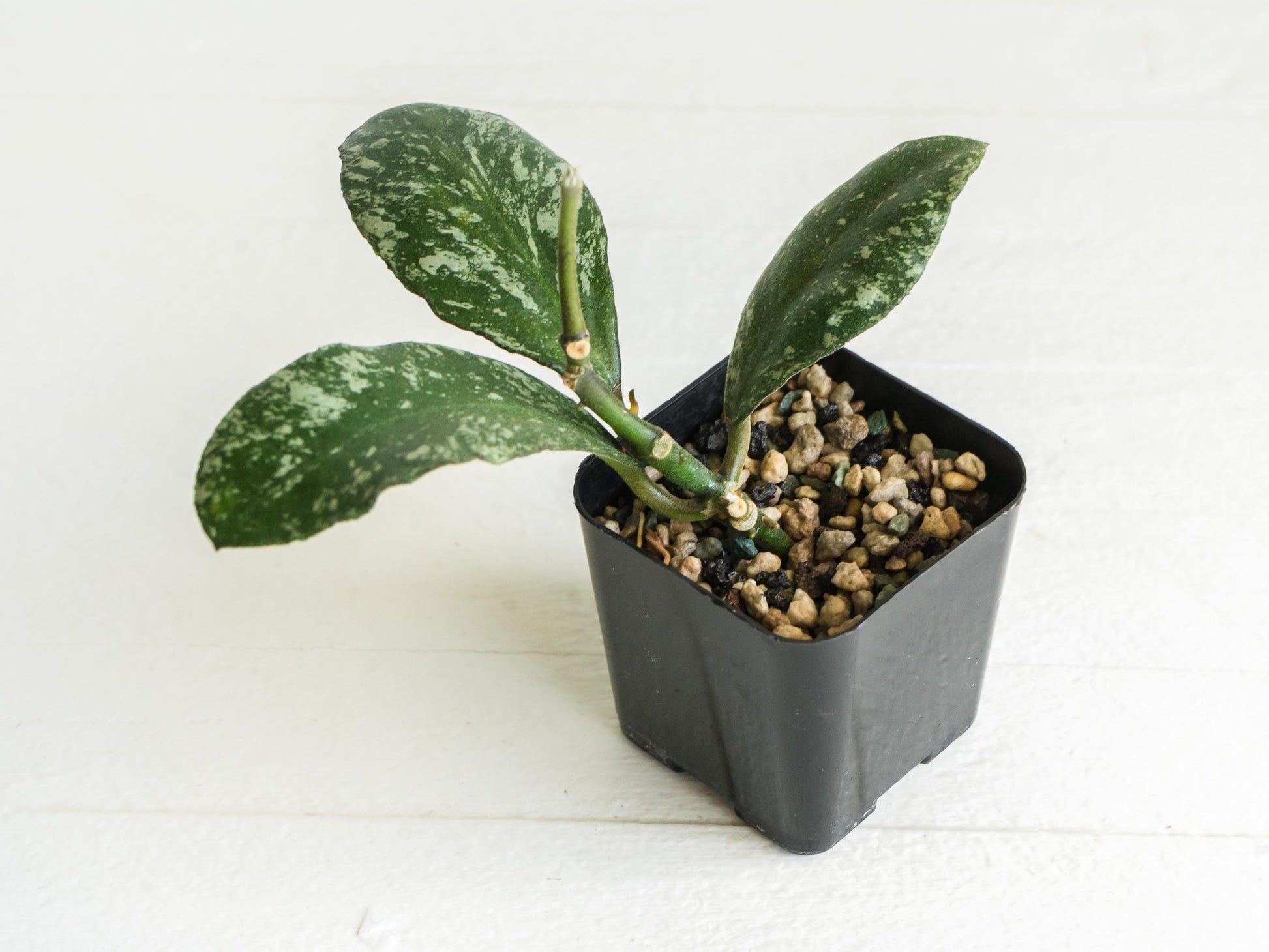 Hoya waymaniae 'Cloudy Sky' | 2-Inch