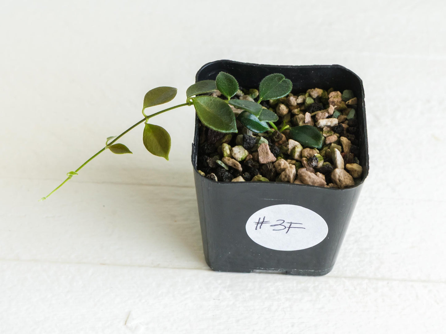 Hoya papua (PNG IM-08) | 2-Inch