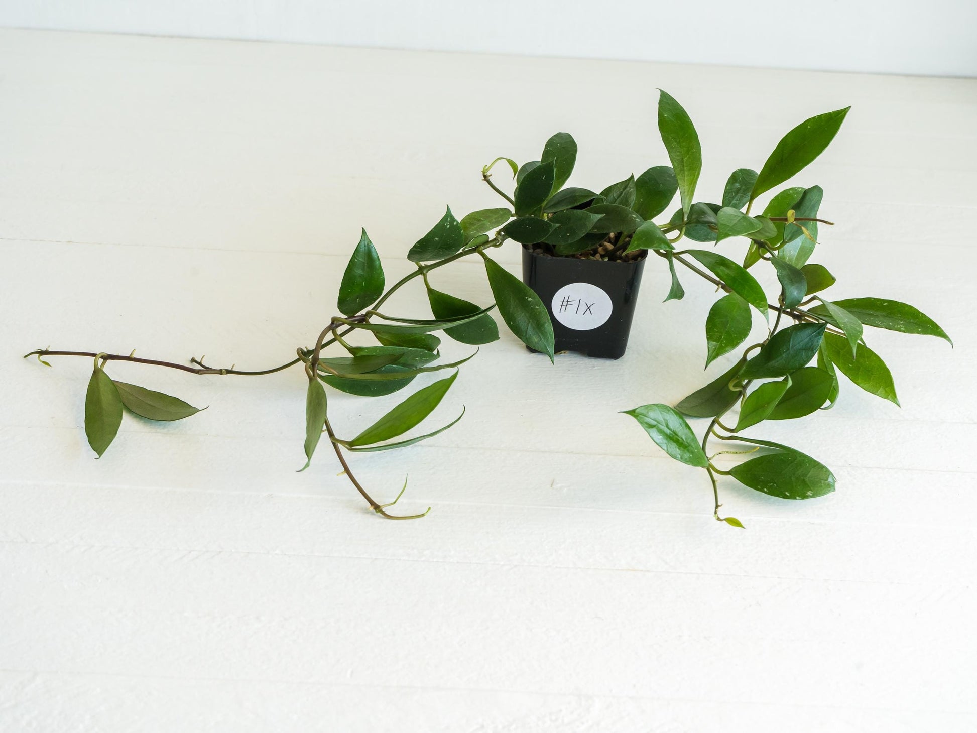 Hoya 'Rebecca' | 2-Inch