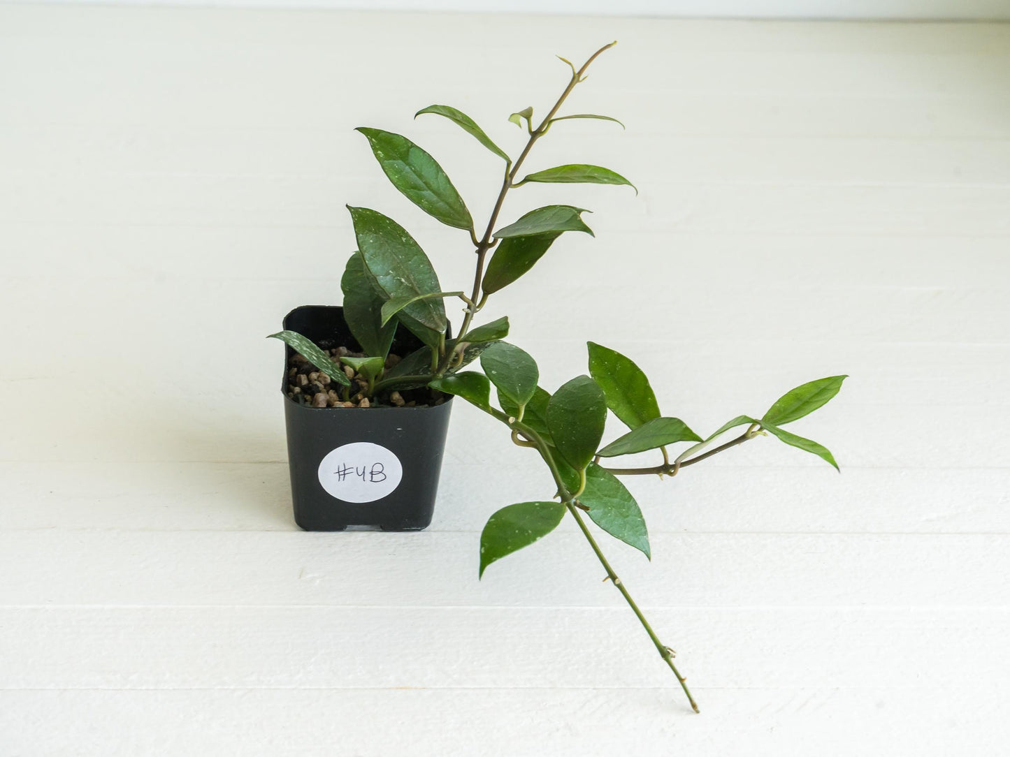Hoya 'Rebecca' | 2-Inch