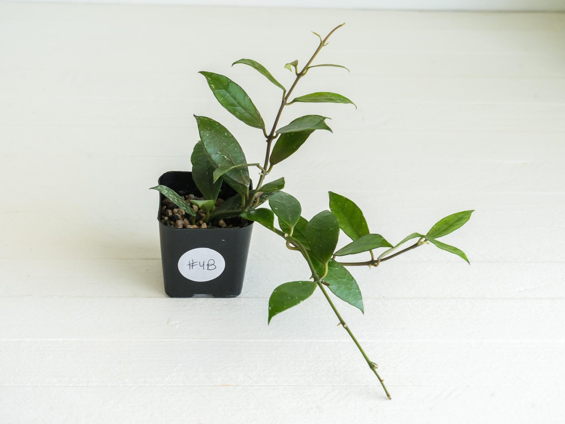 Hoya 'Rebecca' | 2-Inch