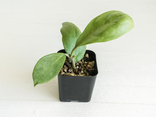 Hoya 'Menak Sopal Silver' | 2-Inch