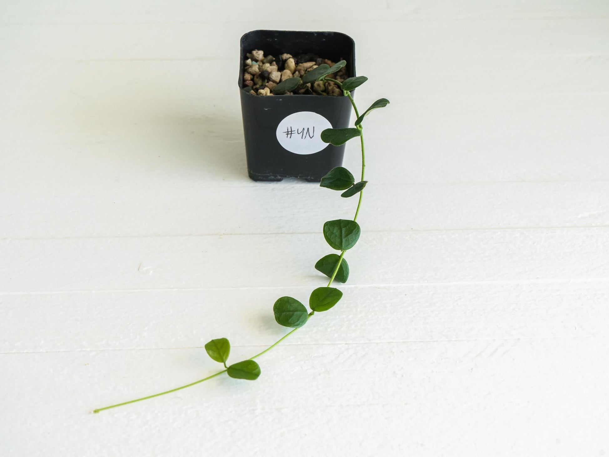 Hoya obcordata | 2-Inch