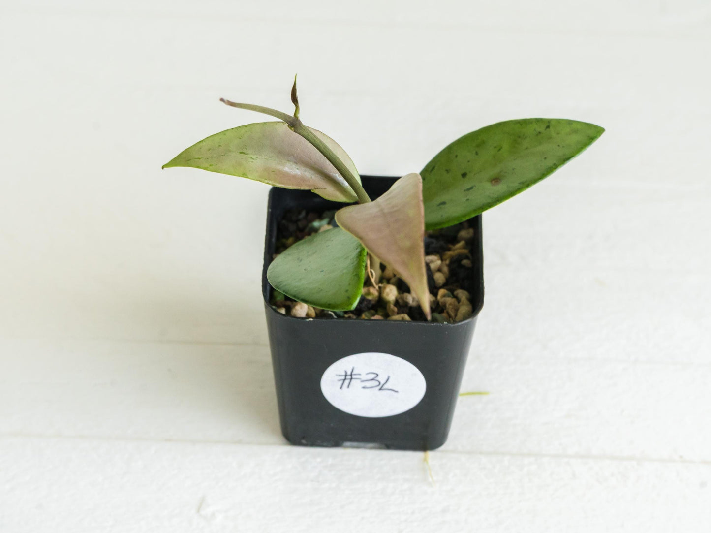 Hoya 'Snow Cui' (Silver) | 2-Inch