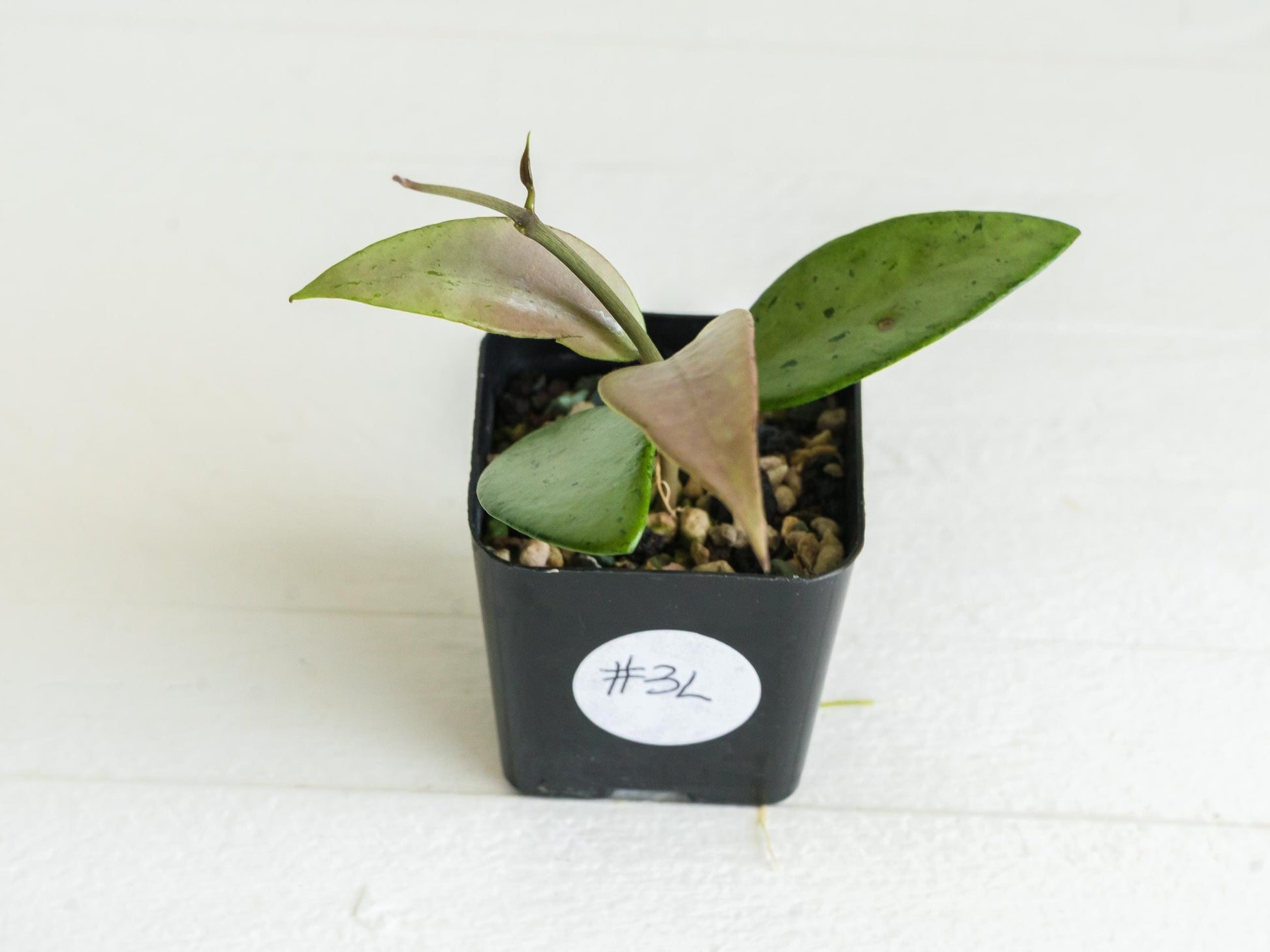Hoya 'Snow Cui' (Silver) | 2-Inch