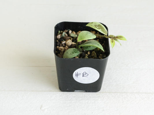 Hoya Kalimantan 'Coin' (Silver) | 2-Inch