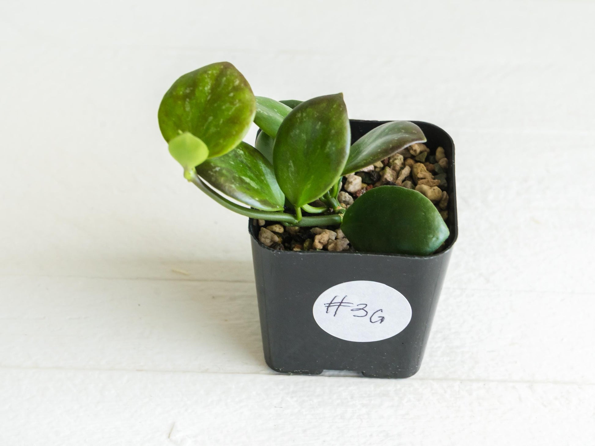 Hoya ‘Clamshell’ | 2-Inch