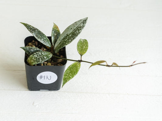 Hoya lacunosa 'Laos Full Splash' | 2-Inch