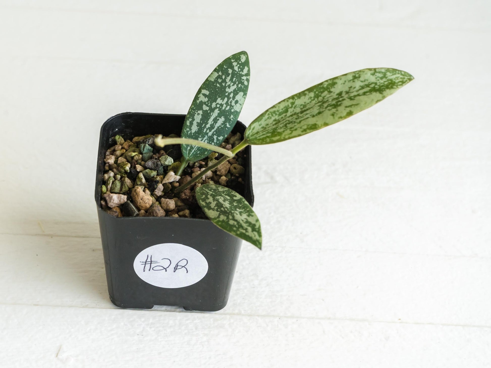 Hoya sigillatis 'Round Leaf' aka sigillatis (Silver) AH001 | 2-Inch