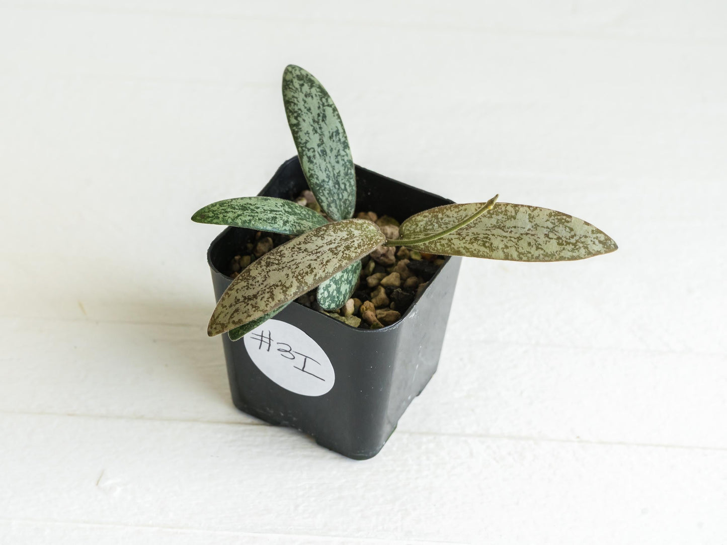 Hoya sigillatis 'Round Leaf' aka sigillatis (Silver) AH001 | 2-Inch