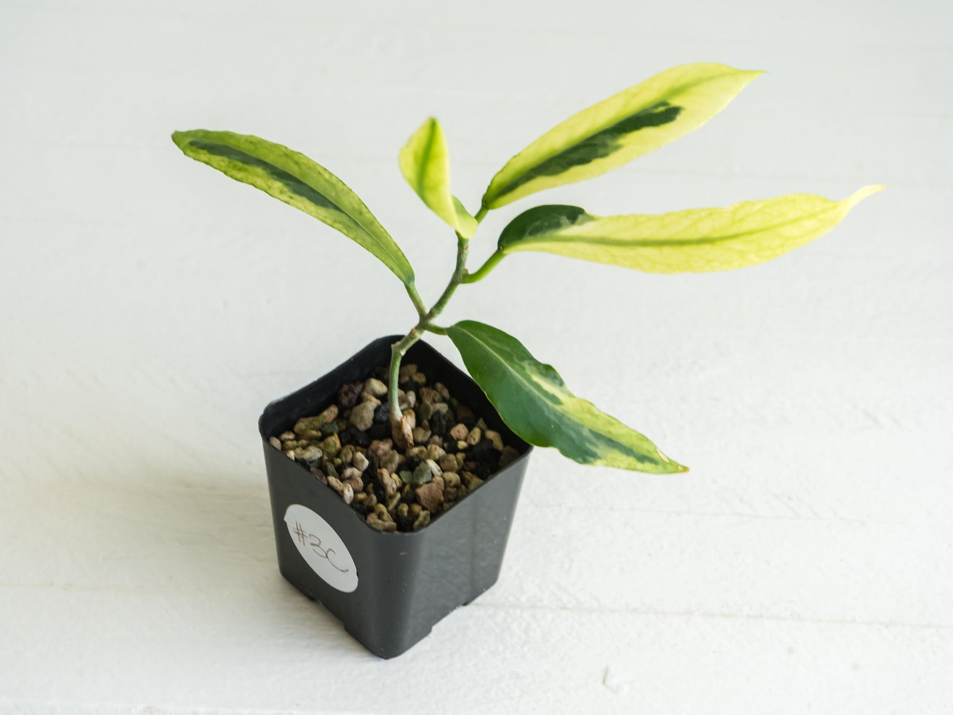 Hoya pimenteliana (Albo / Outer Variegated) | 2-Inch