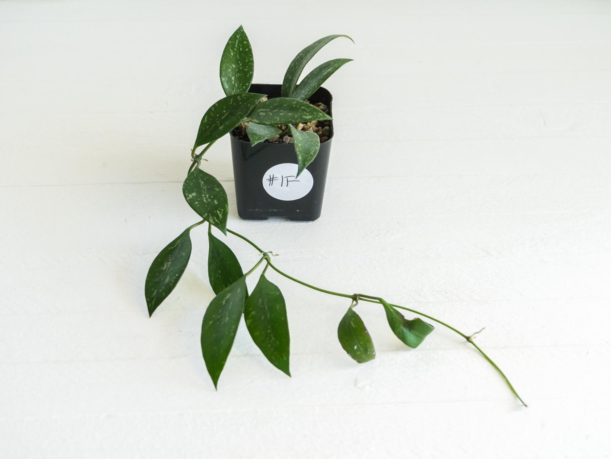 Hoya ‘Rosita’ (Splash) | 2-Inch