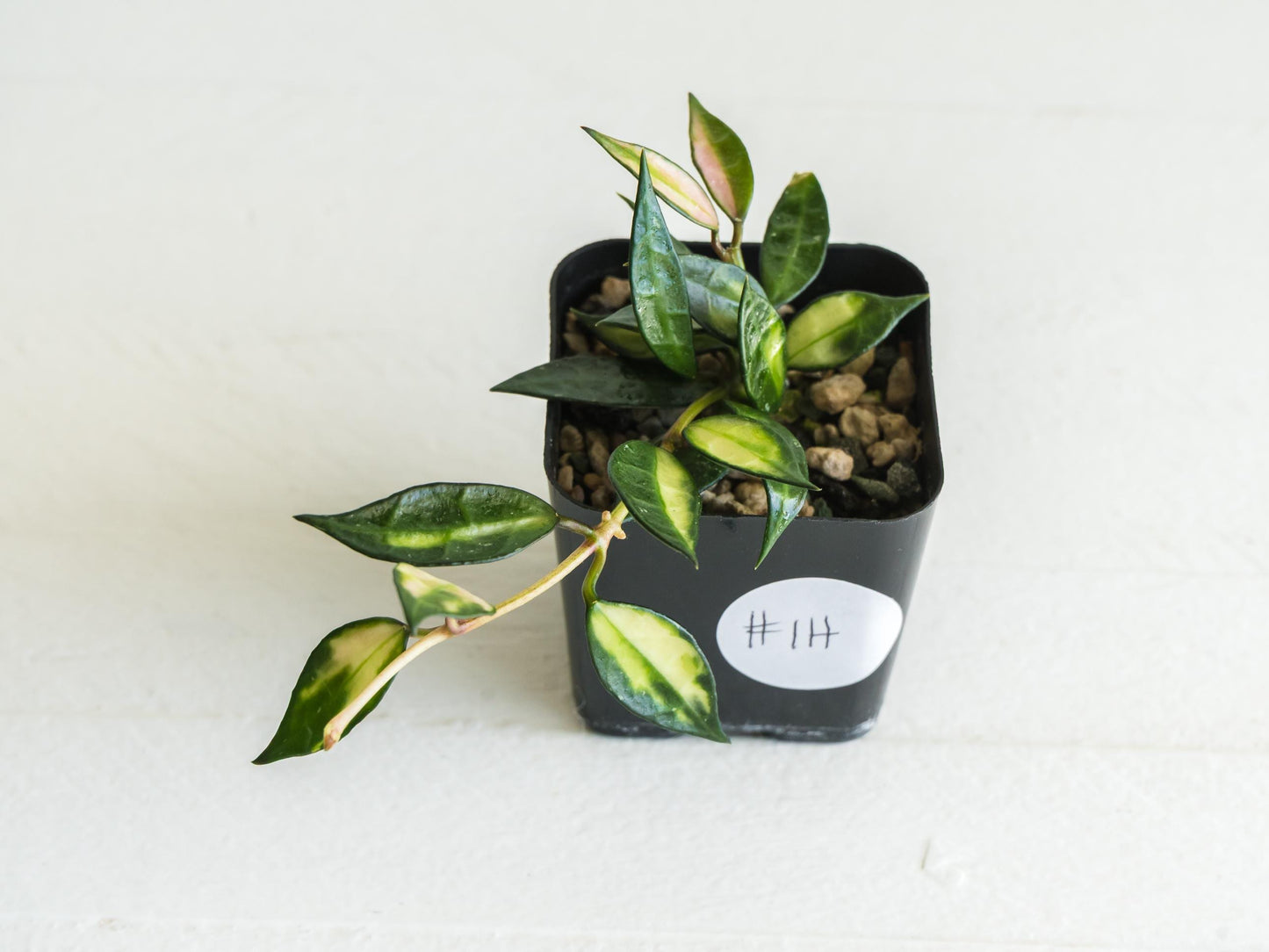 Hoya lacunosa (Inner Variegated) | 2-Inch