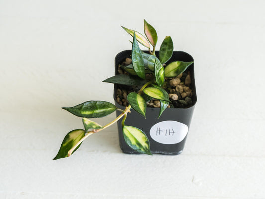 Hoya lacunosa (Inner Variegated) | 2-Inch