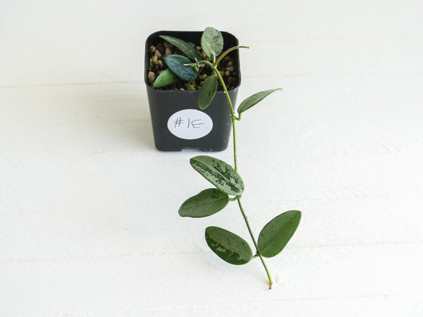 Hoya lima (Silver) | 2-Inch