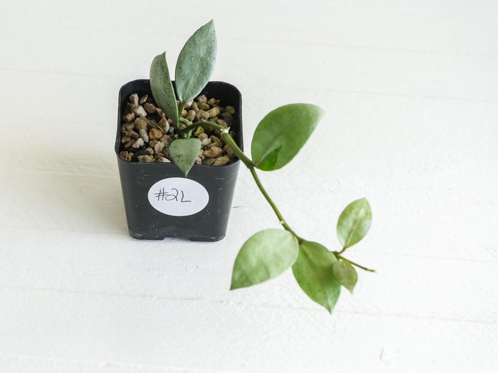 Hoya lacunosa 'Silver Mint Coin'