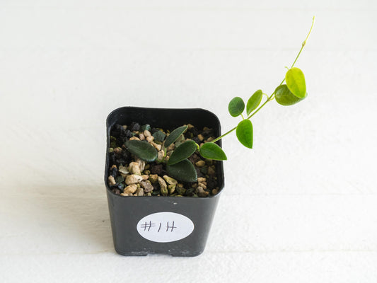 Hoya pulleana IM-02 | 2-Inch