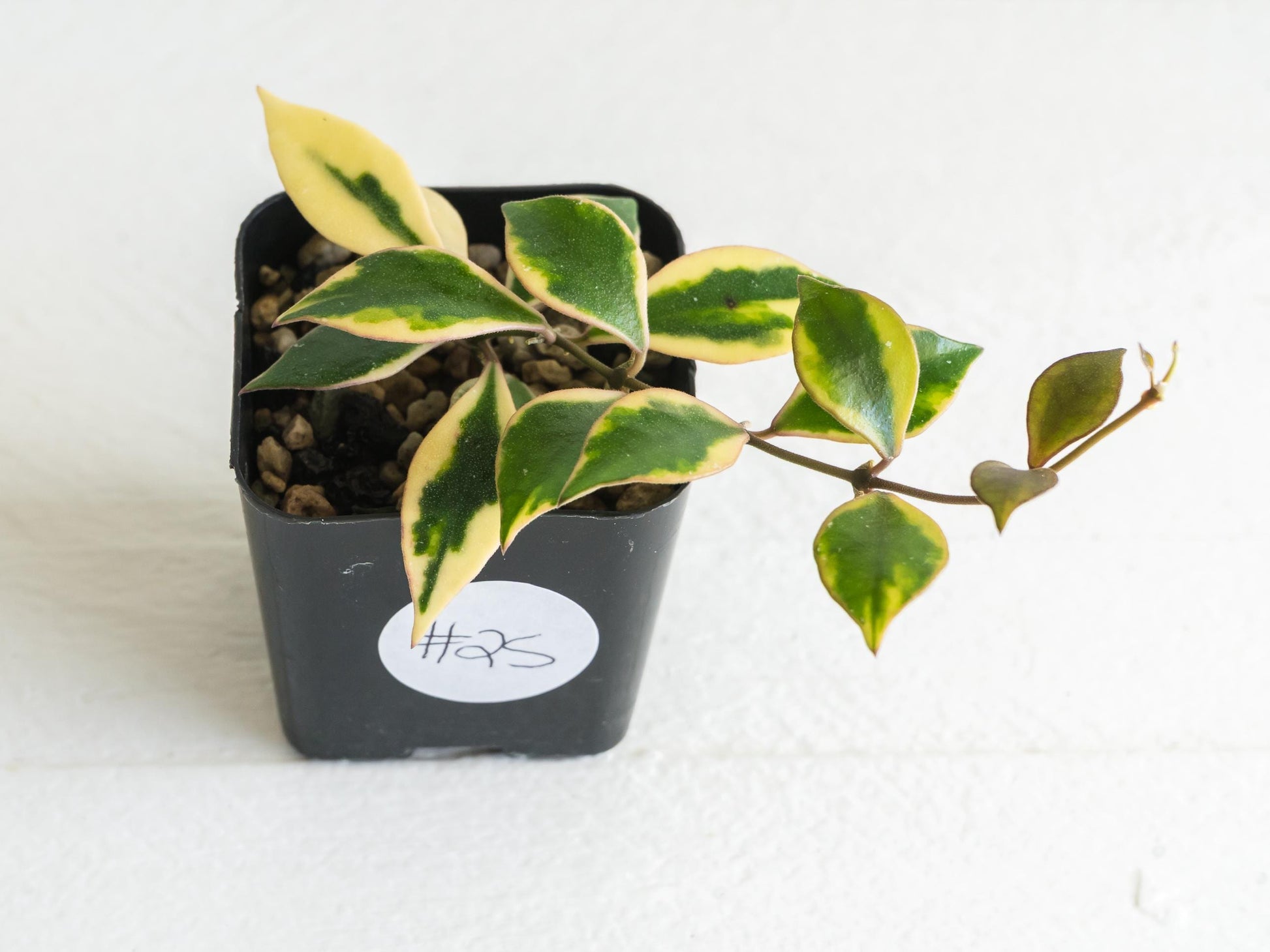 Hoya bakoensis (Outer Variegated - Albo) | 2-Inch