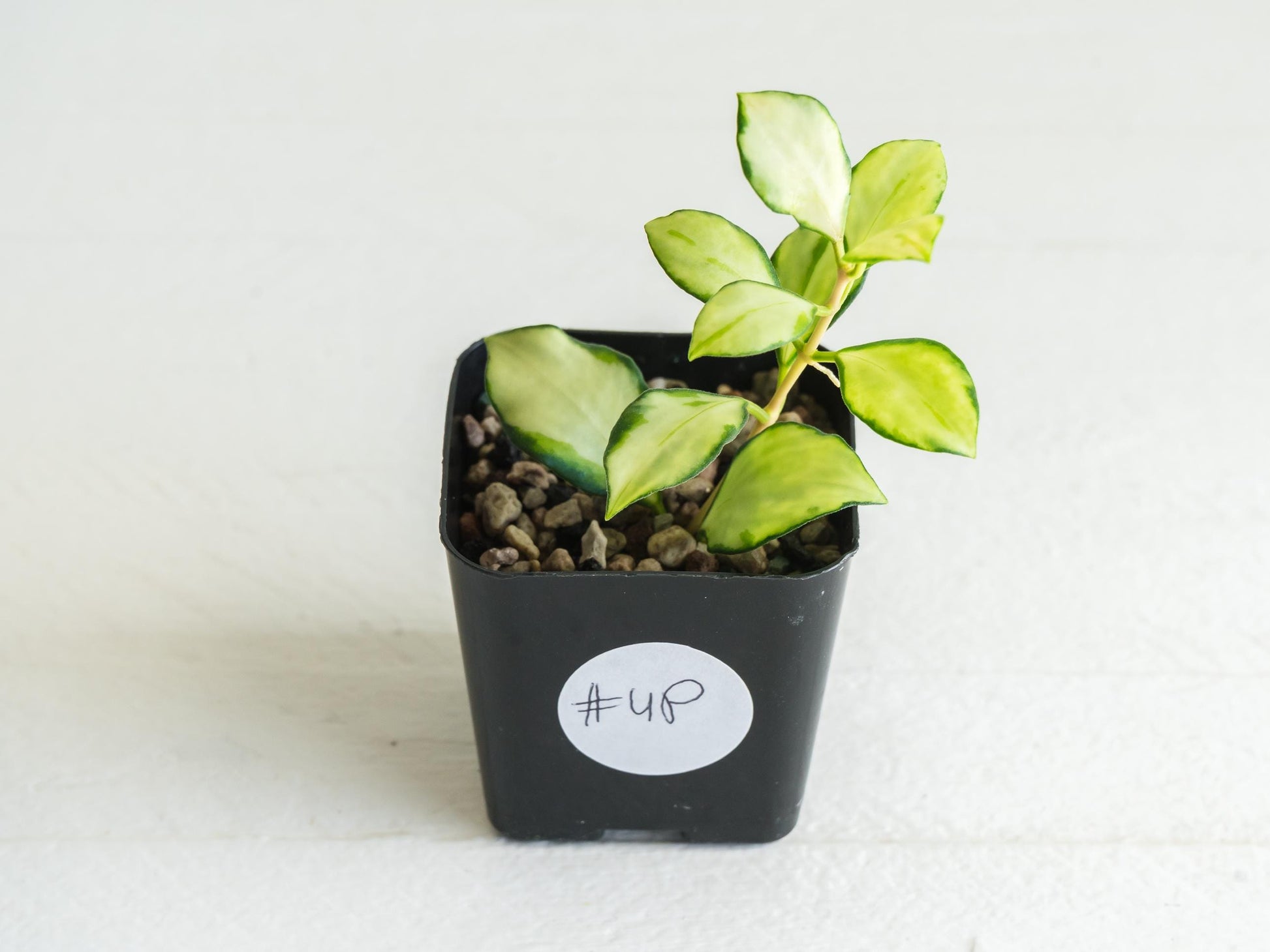 Hoya heuschkeliana (Inner Variegated)| 2-Inch