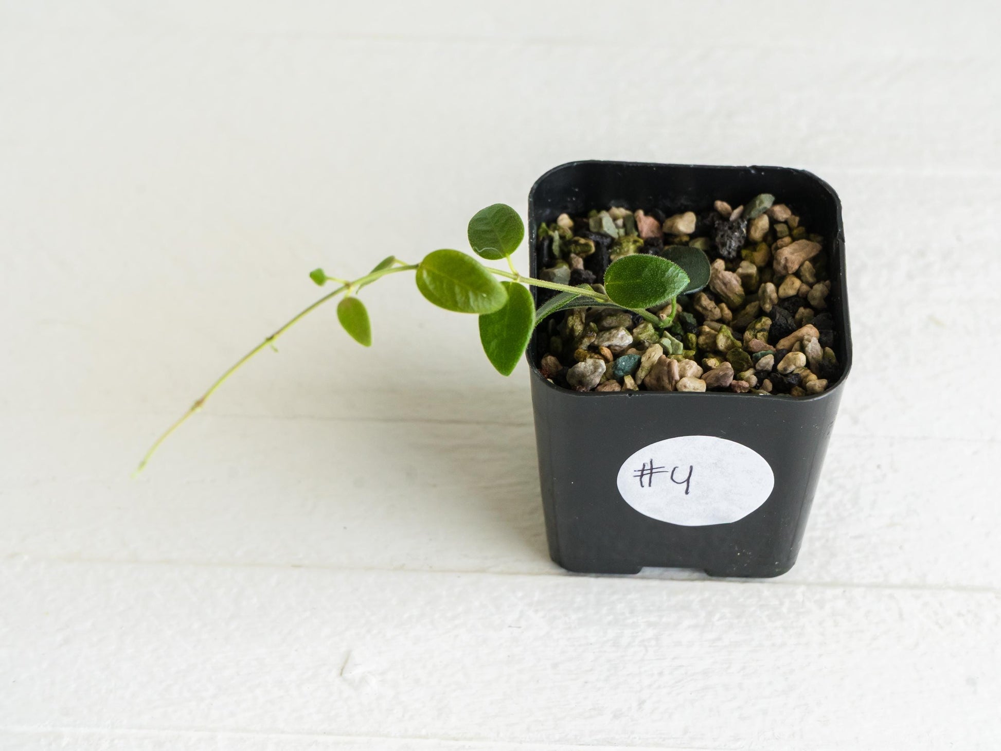 Hoya pulleana (IM-02) | 2-Inch