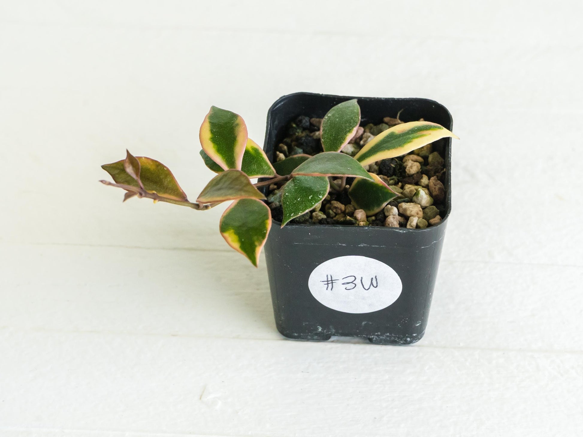 Hoya bakoensis (Outer Variegated - Albo) | 2-Inch