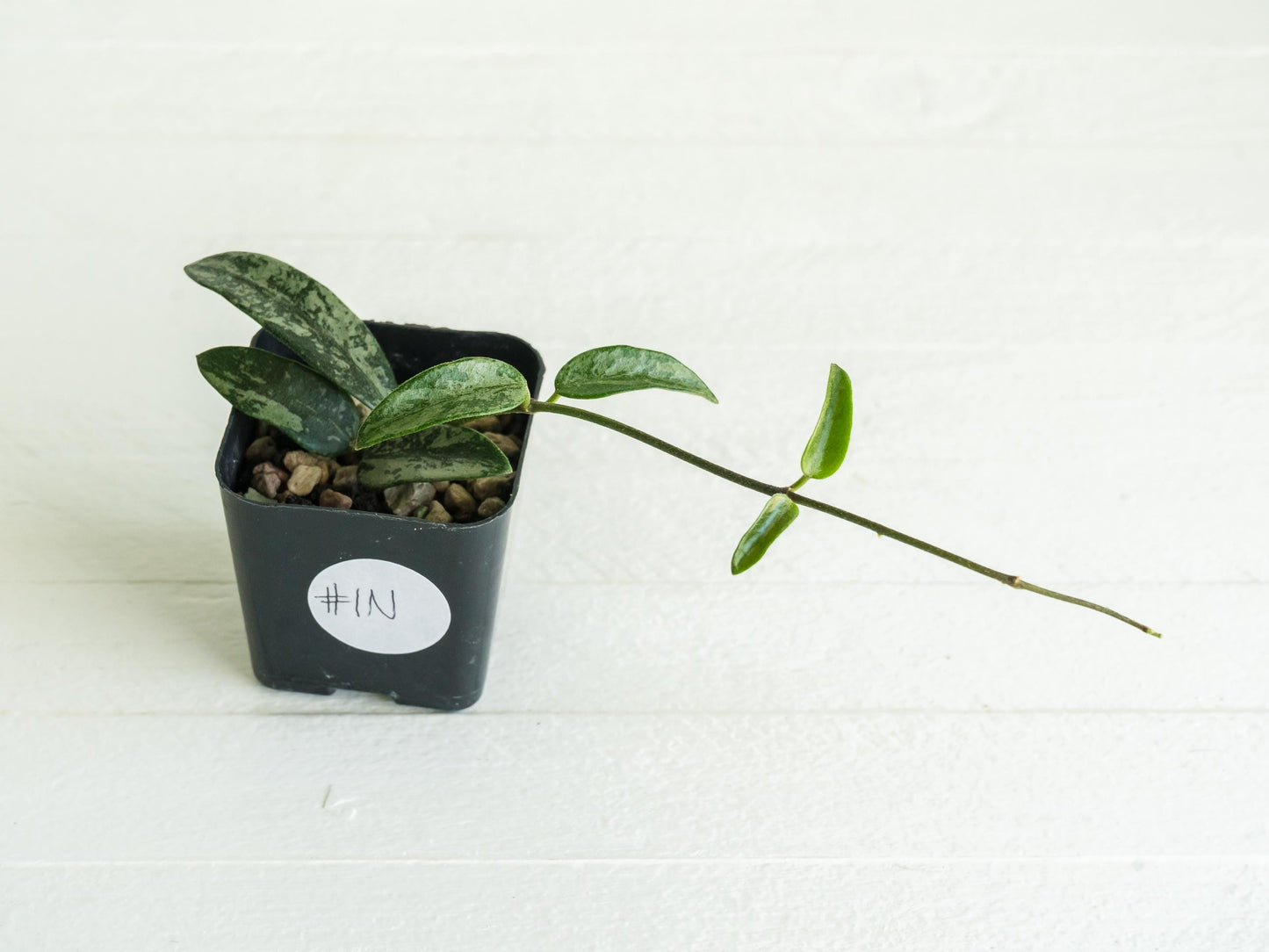 Hoya lima (Splash) | 2-Inch