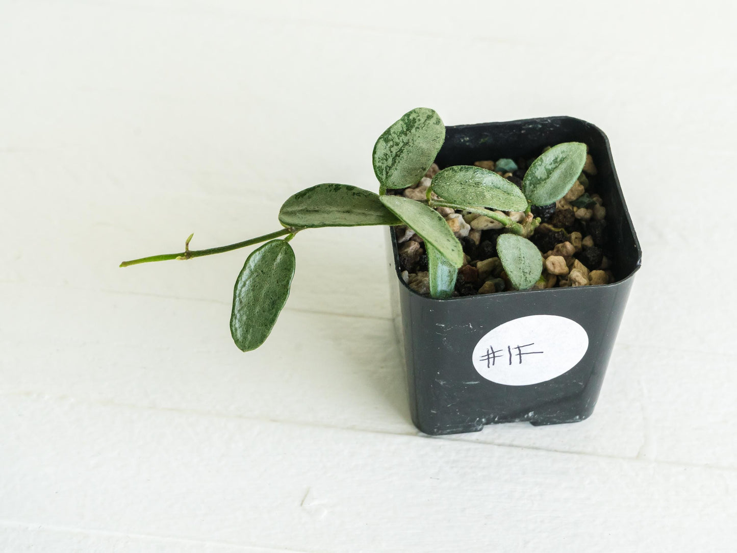 Hoya lima (Silver) | 2-Inch