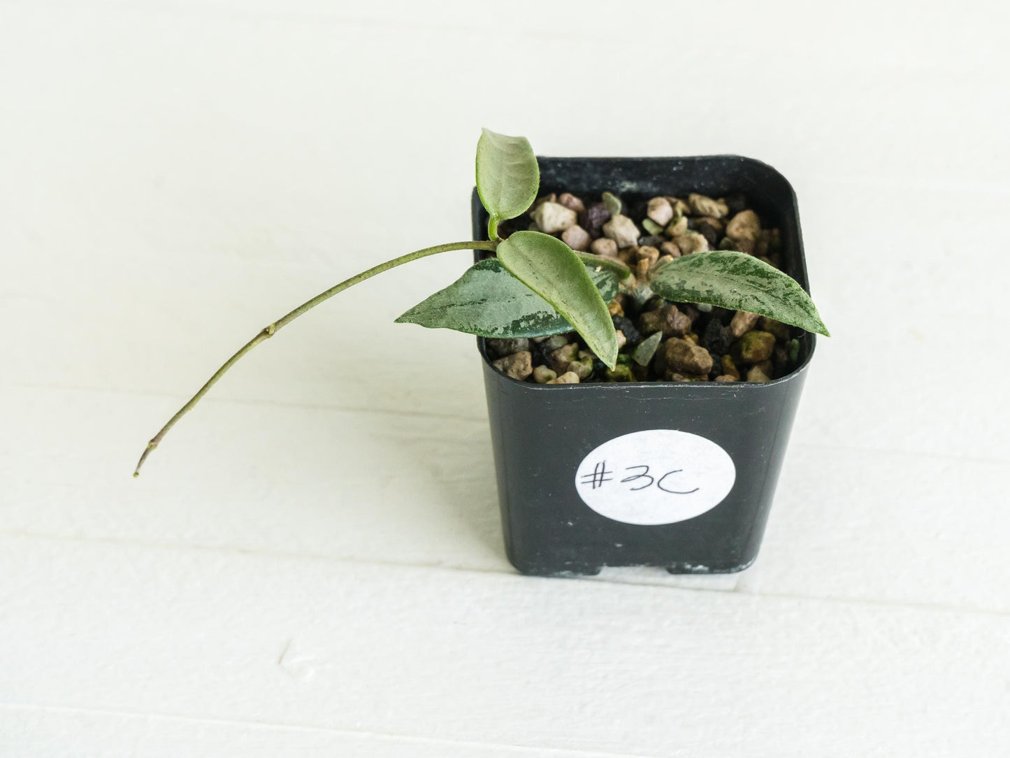 Hoya lima (Silver) | 2-Inch