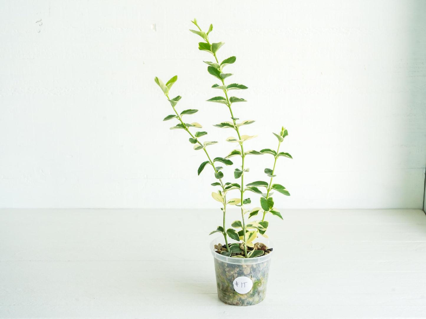 Hoya cumingiana (Albo | Outer Variegated) | 3-Inch