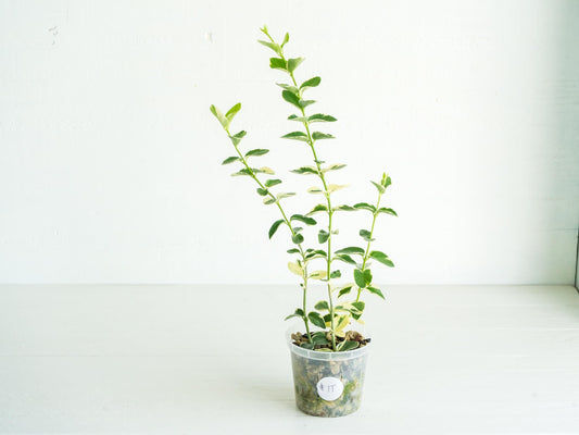Hoya cumingiana (Albo | Outer Variegated) | 3-Inch