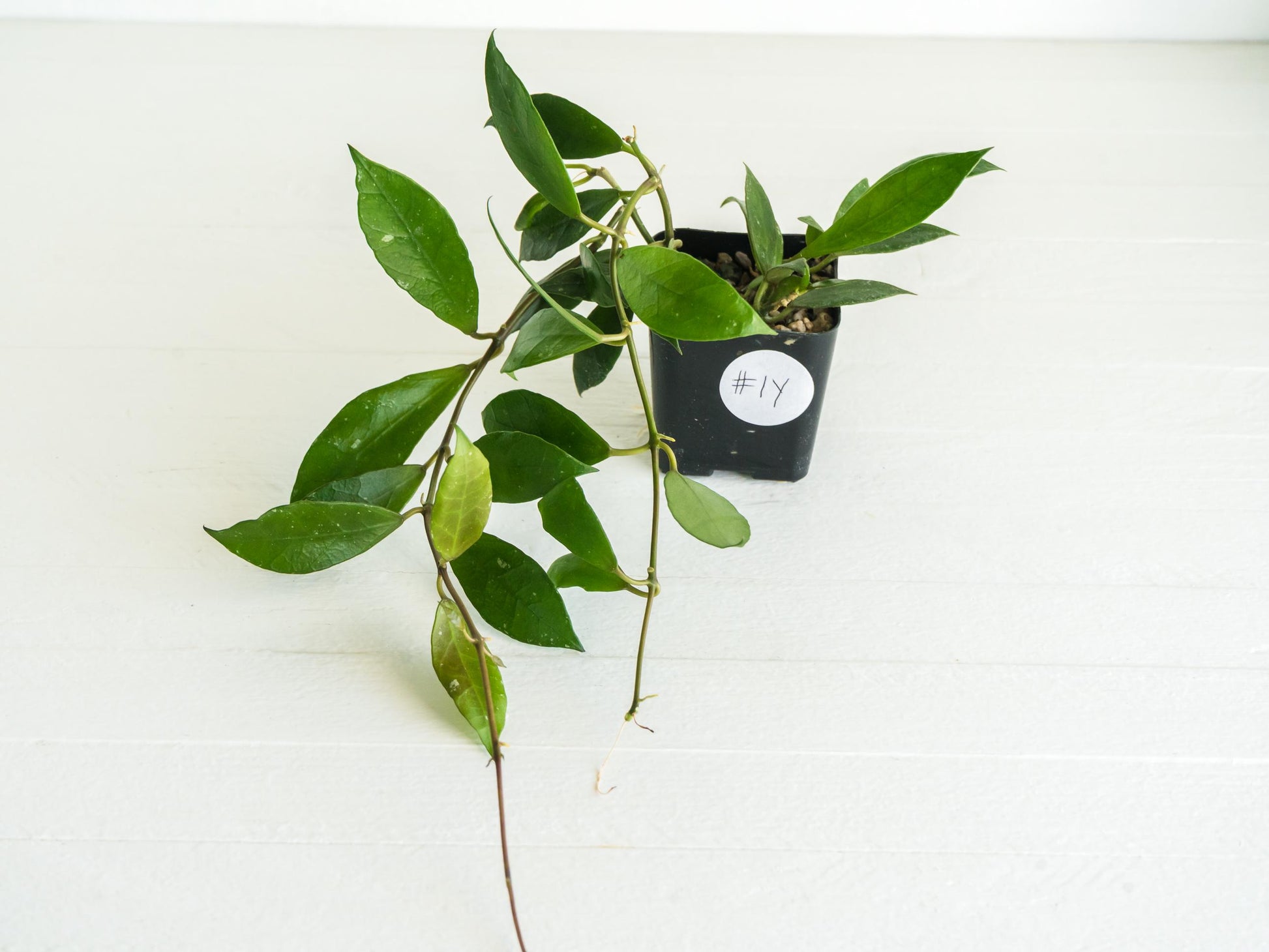 Hoya 'Rebecca' | 2-Inch