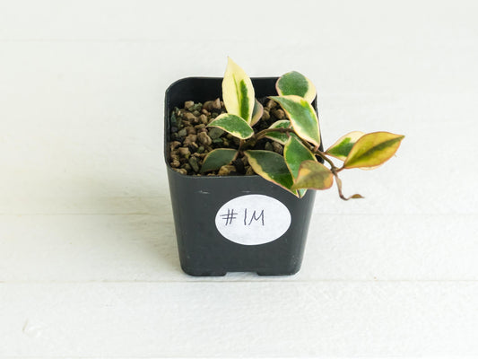 Hoya bakoensis (Outer Variegated - Albo) | 2-Inch