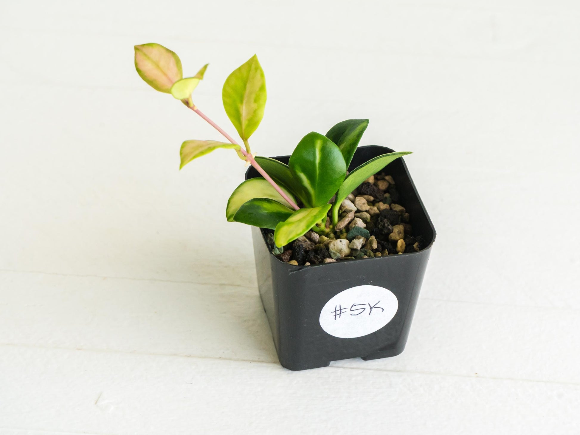 Hoya heuschkeliana (Inner Variegated) | 2-Inch