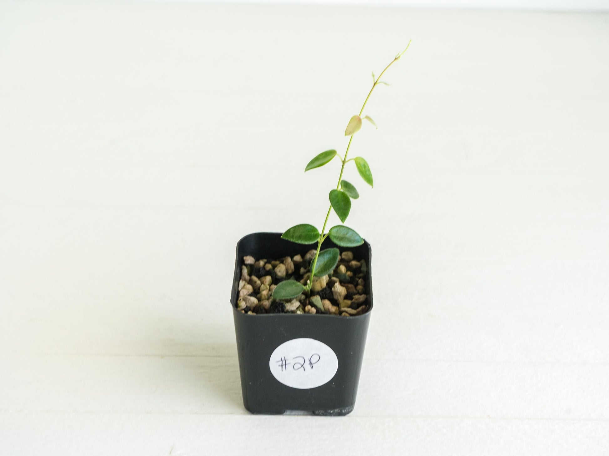 Hoya pulleana (IM-02) | 2-Inch