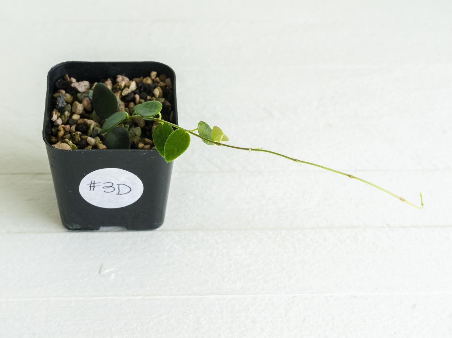 Hoya pulleana (IM-02) | 2-Inch