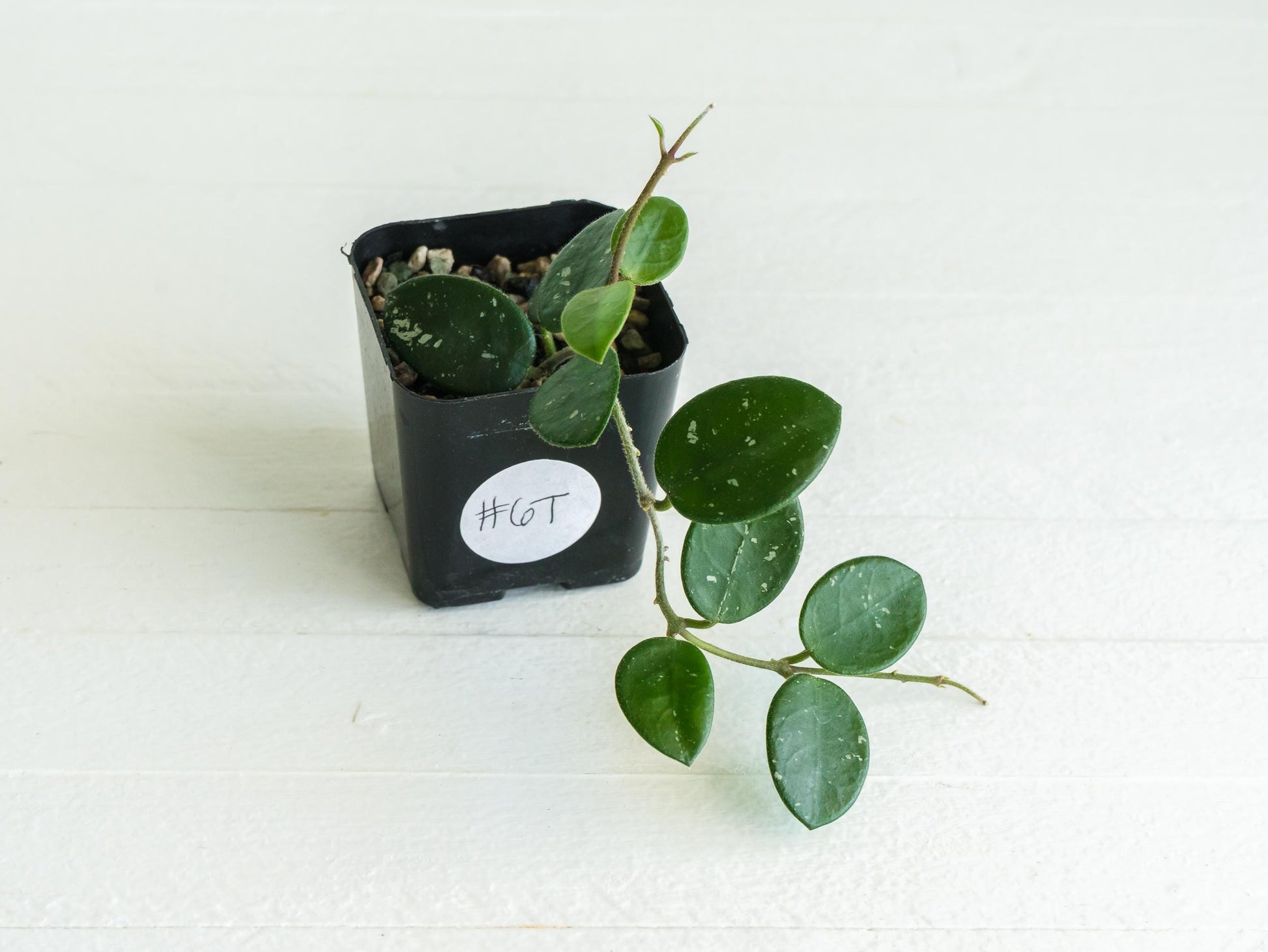 Hoya 'Mathilde' | 2-Inch