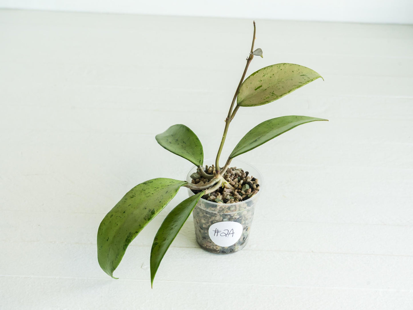 Hoya 'Snow Cui' (Silver) | 2-Inch