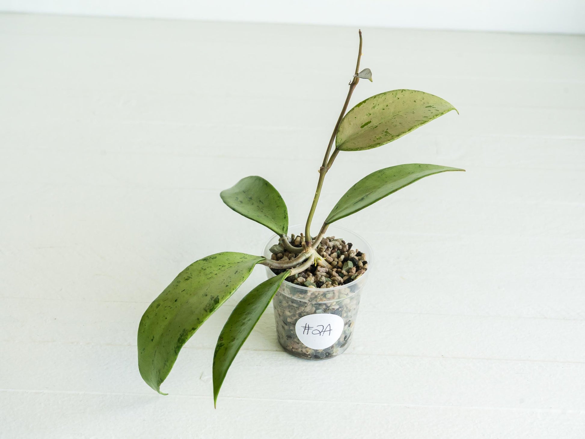 Hoya 'Snow Cui' (Silver) | 2-Inch