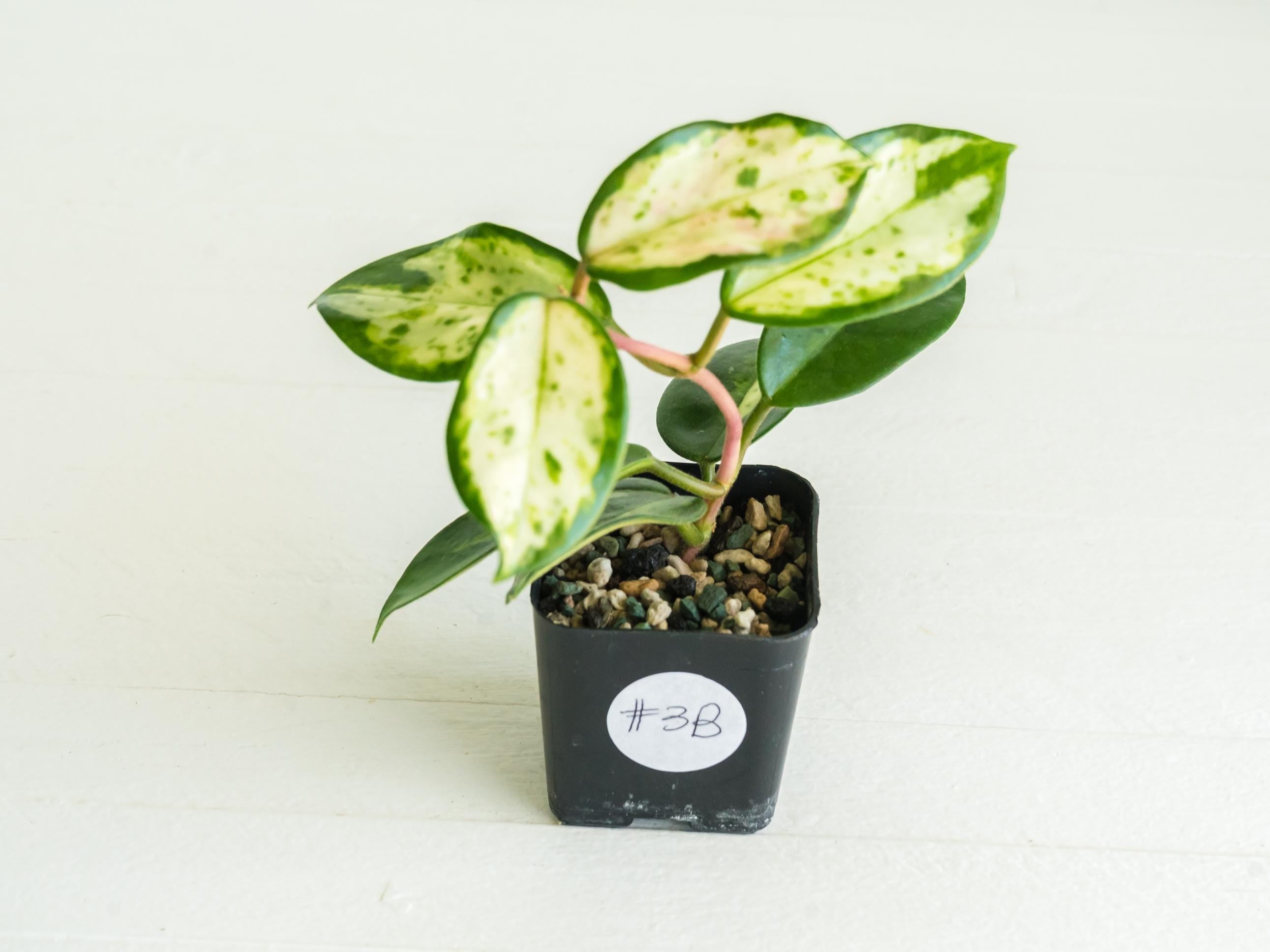 Hoya carnosa Madara′green edge′　希少品種 Hoya carnosa 'Madara Green Edge' | 2-Inch – Hoya Treasures