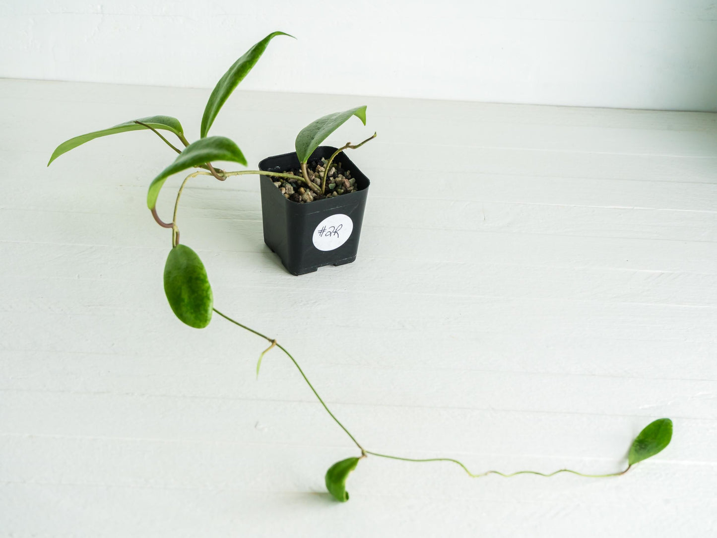 Hoya 'Jita Silver' | 2-Inch