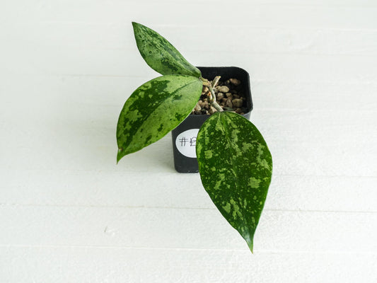 Hoya EX-01 (Silver) | 2-Inch