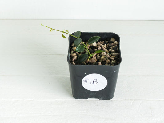 Hoya papua (PNG IM-08) | 2-Inch